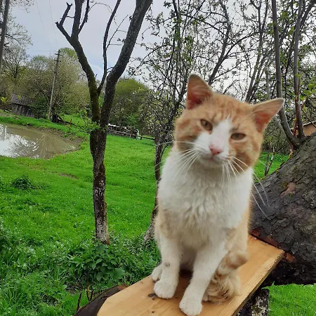 Летний дом Cozy Sejour Casuta Mountain Sanctuary